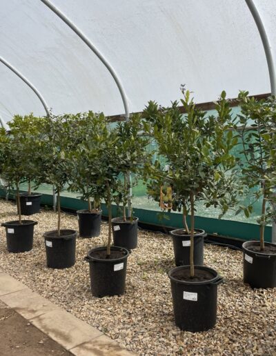 Citrus Standards Copy