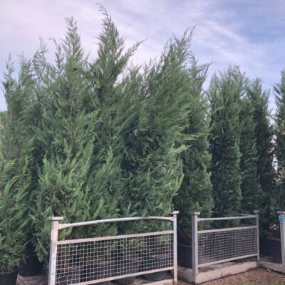 Planting Terms and Conditions Cupressus Leylandii