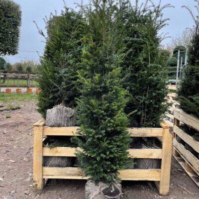 Taxus Baccata Root Ball