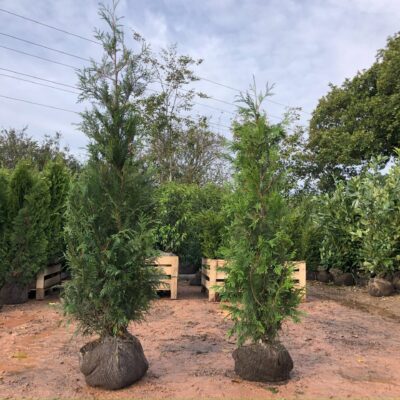 Thuja plicata Martin 2