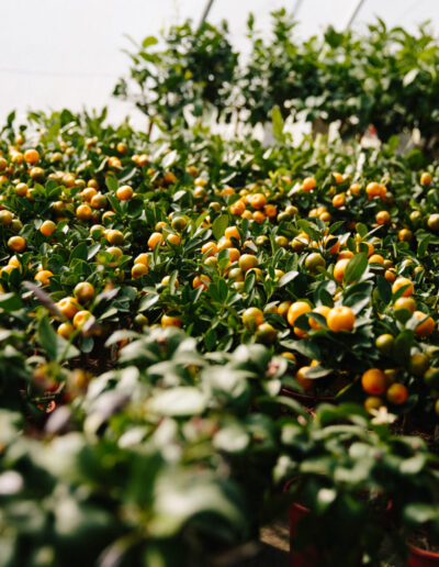 another ad on to citrus Copy