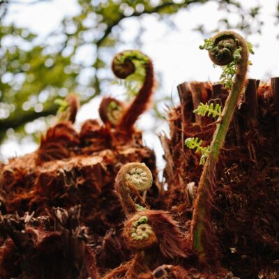 Wholesale Dicksonia Antartica Tree Fern
