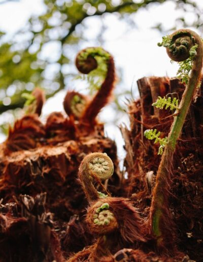 Wholesale Dicksonia Antartica Tree Fern