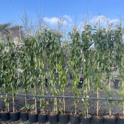 About Us Clematis armandii