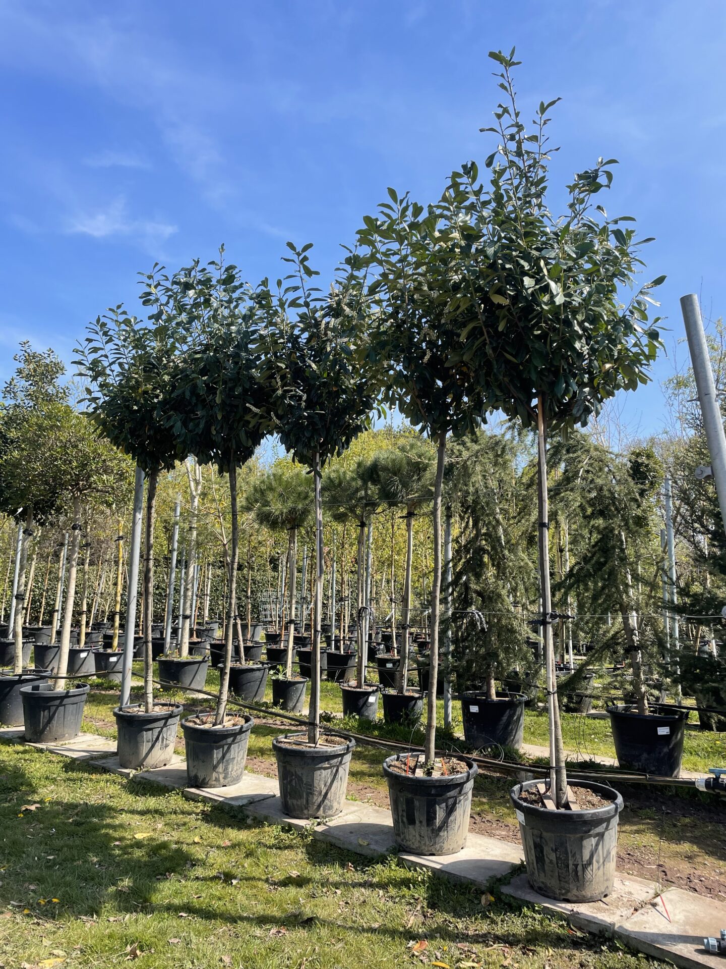 Prunus Laurocerasus (Cherry Laurel) Prunus Laurocerasus (Cherry Laurel)