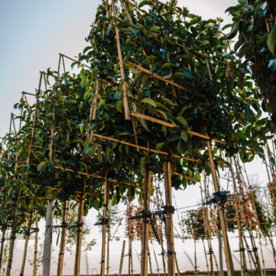 Viburnum Lucidum Pleached Tree