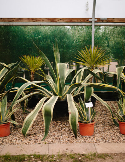 Agave americana Variegata