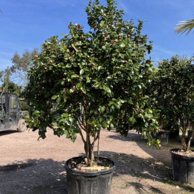 About Us Camellia japonica - Japanese camellia