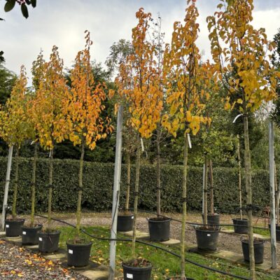 Pyrus calleryana 'Chanticleer' (Callery Pear)