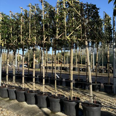 Prunus Lusitanica - Pleached Tree