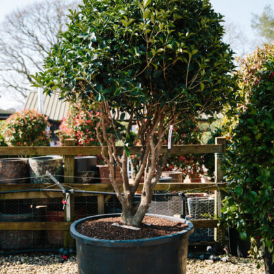 Osmanthus aquifolium - Holly osmanthus wholesale