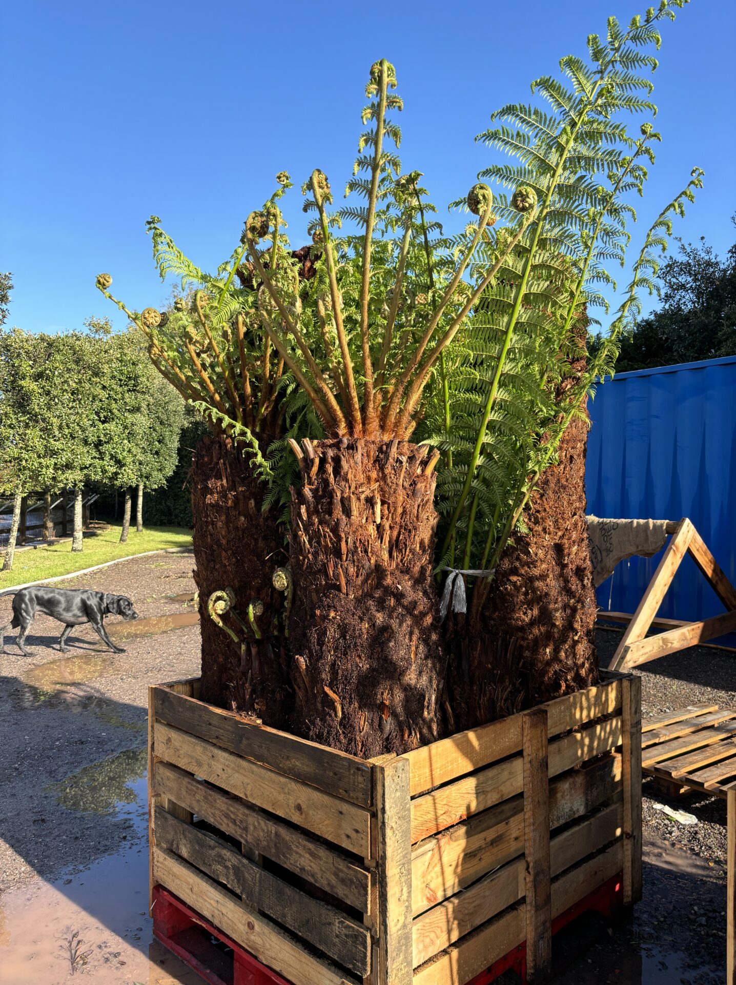 Dicksonia antarctica ( Tree Ferns) Tree Ferns