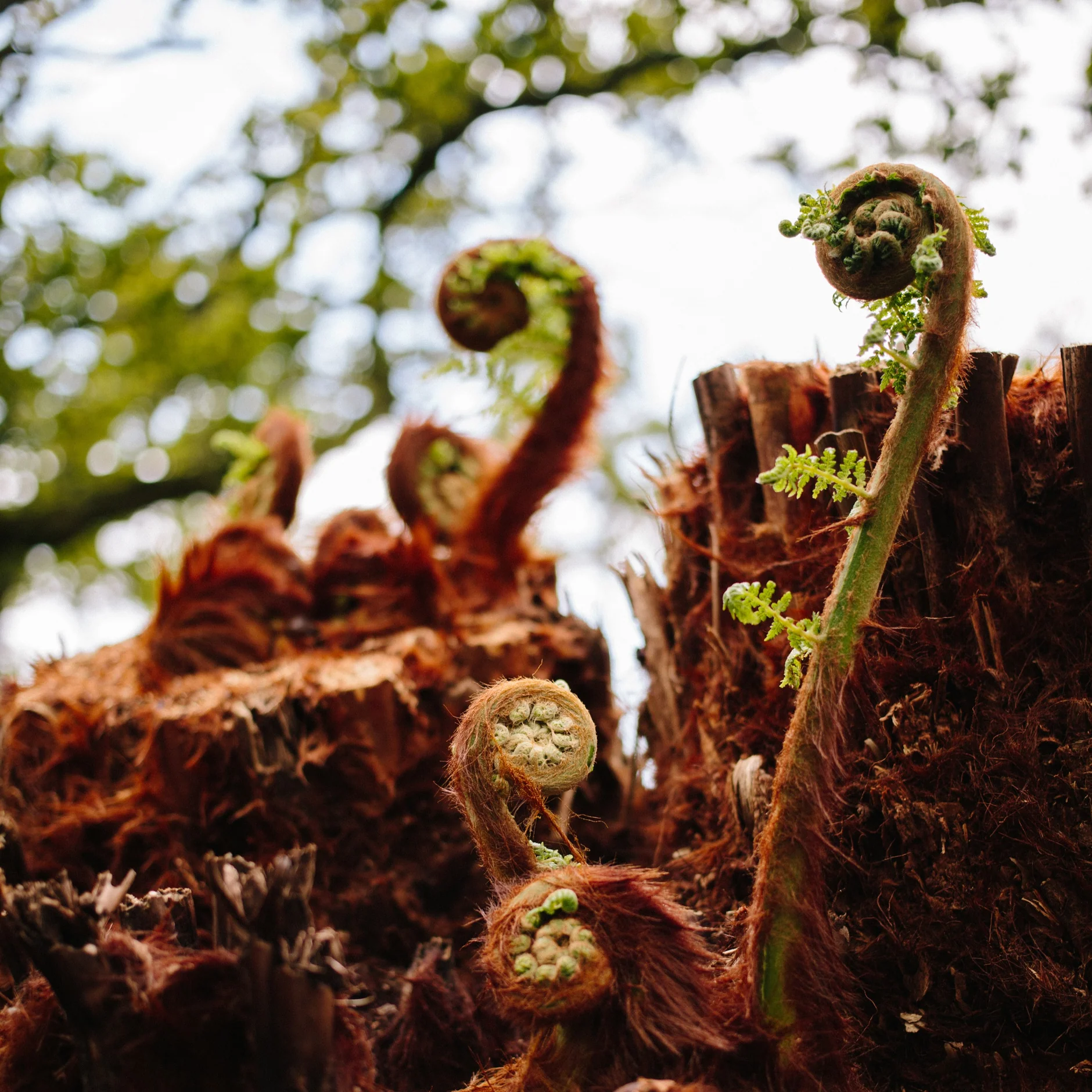 Dicksonia antarctica ( Tree Ferns) Dicksonia antarctica ( Tree Ferns) - Image 6