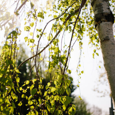 About Us wholesale deciduous Silver Birch - Betula utilis Jacquemontii