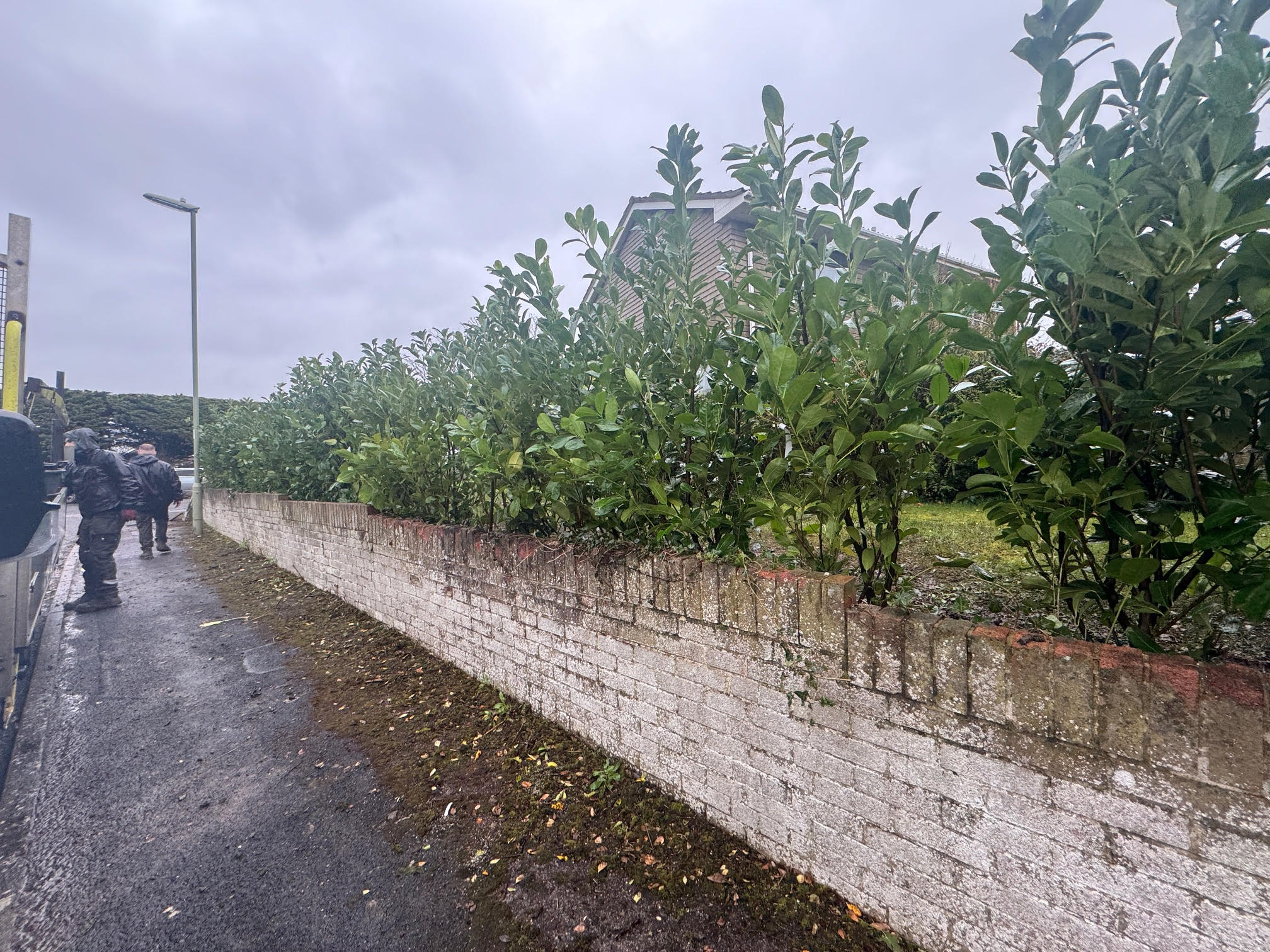 Hedge Planting Milford upon Sea 2