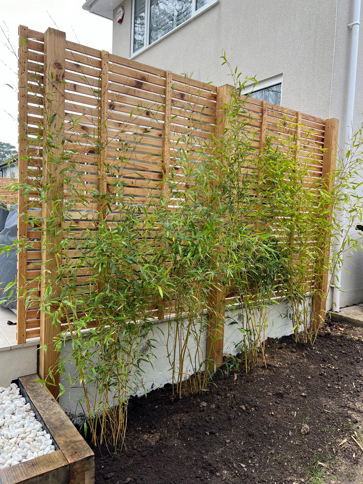 Hedge Planting Poole 4