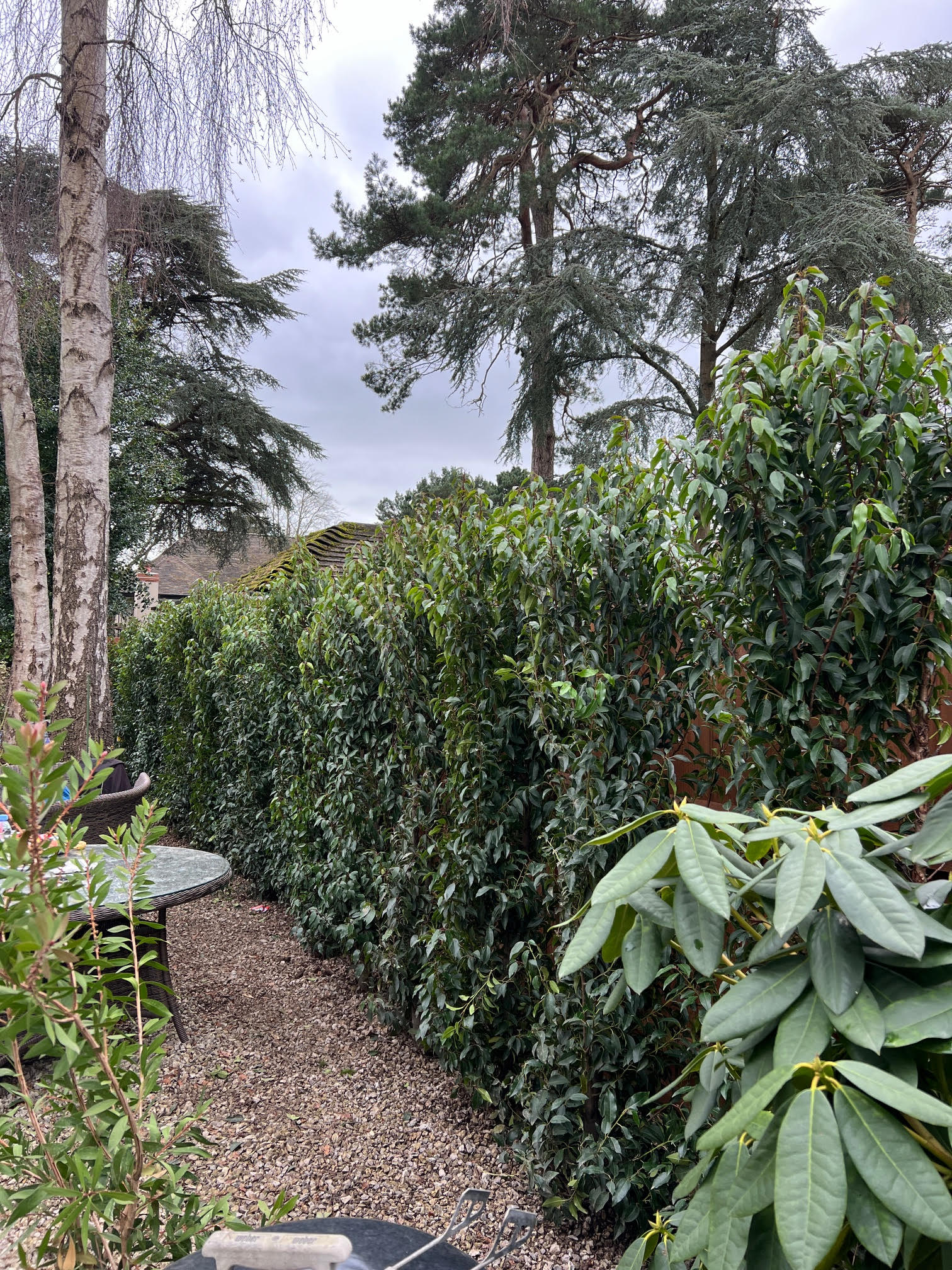 Hedge Planting - Poole 5