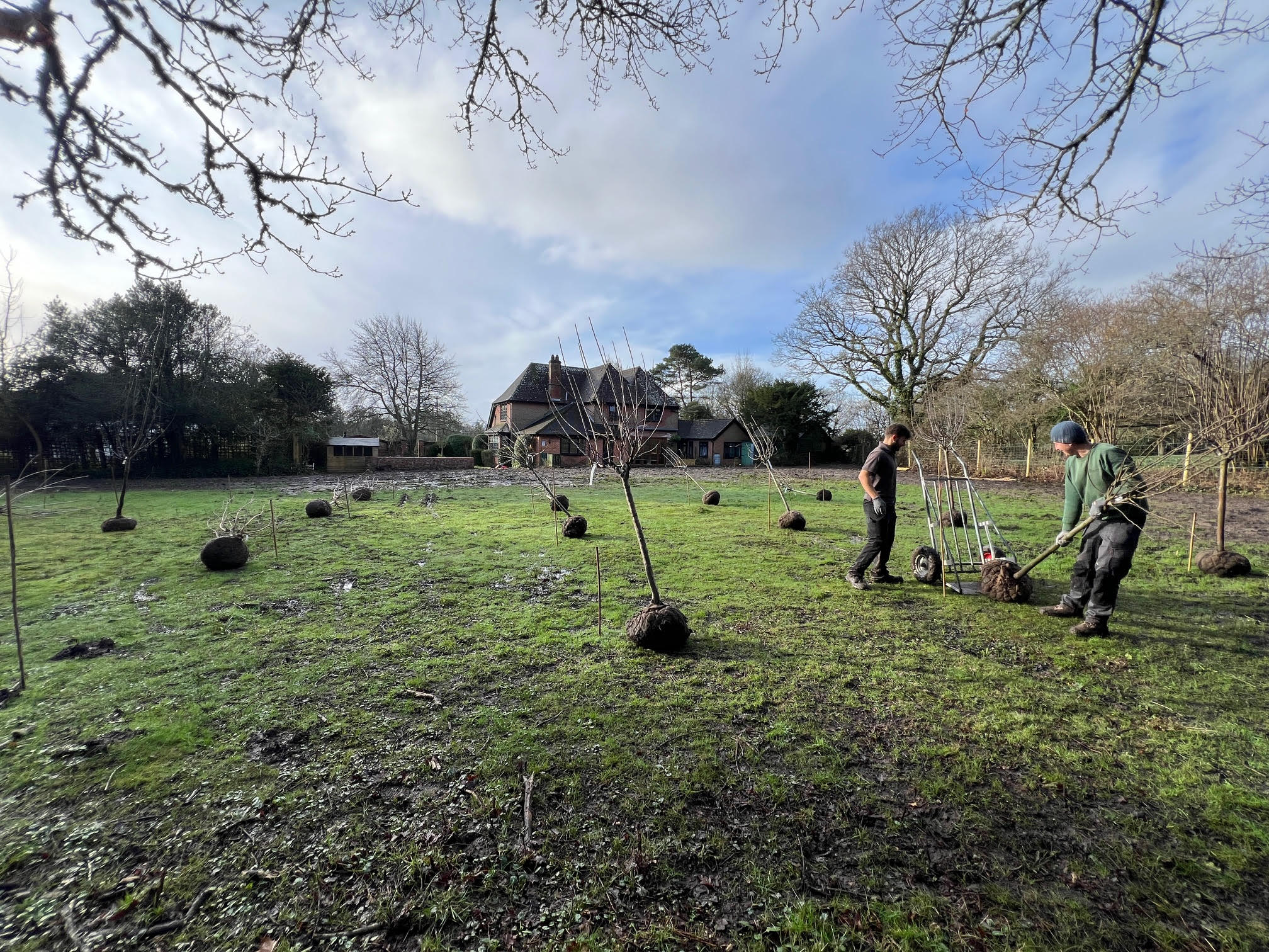 Plant Orchard Burley 2