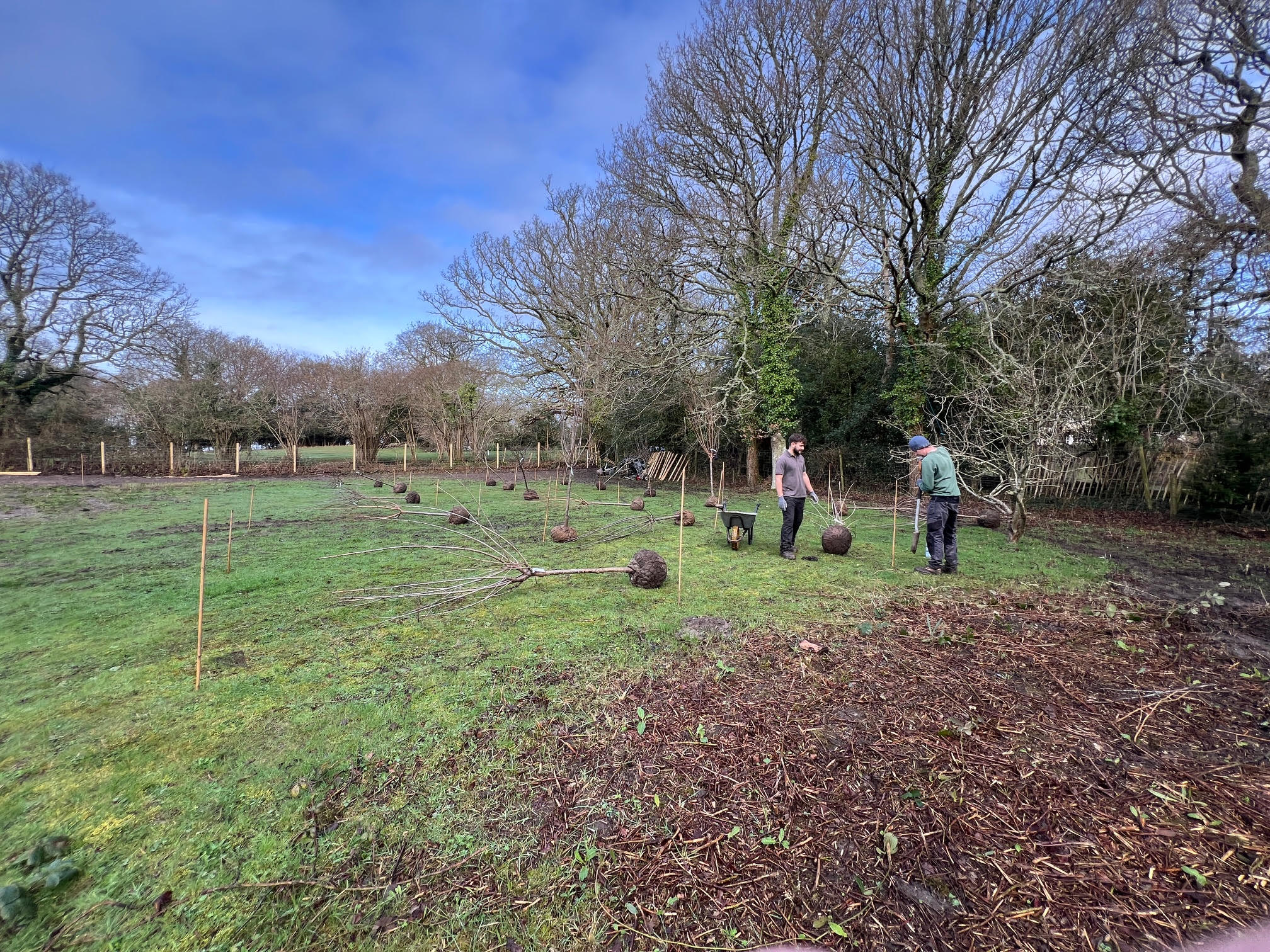 Plant Orchard Burley 3