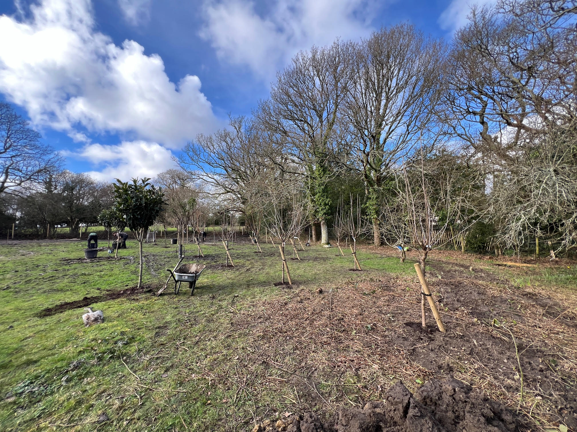 Plant Orchard - Burley