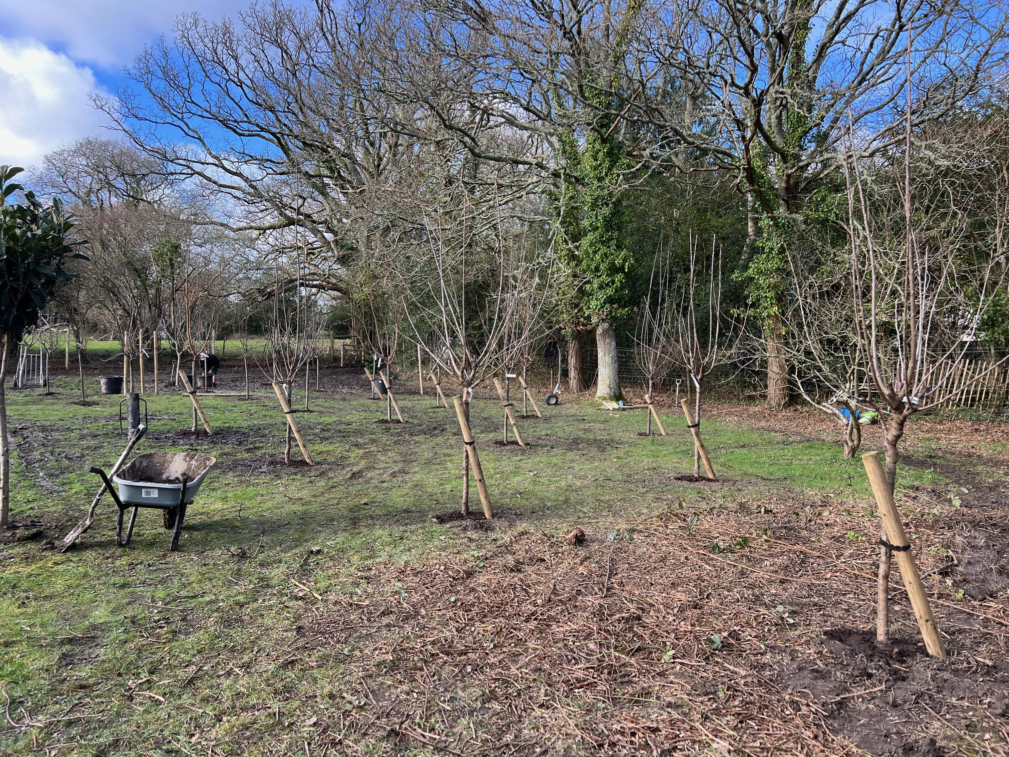 Plant Orchard Burley 6