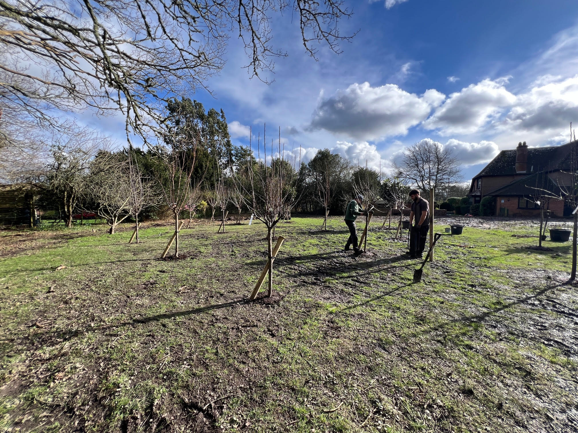 Plant Orchard Burley 7