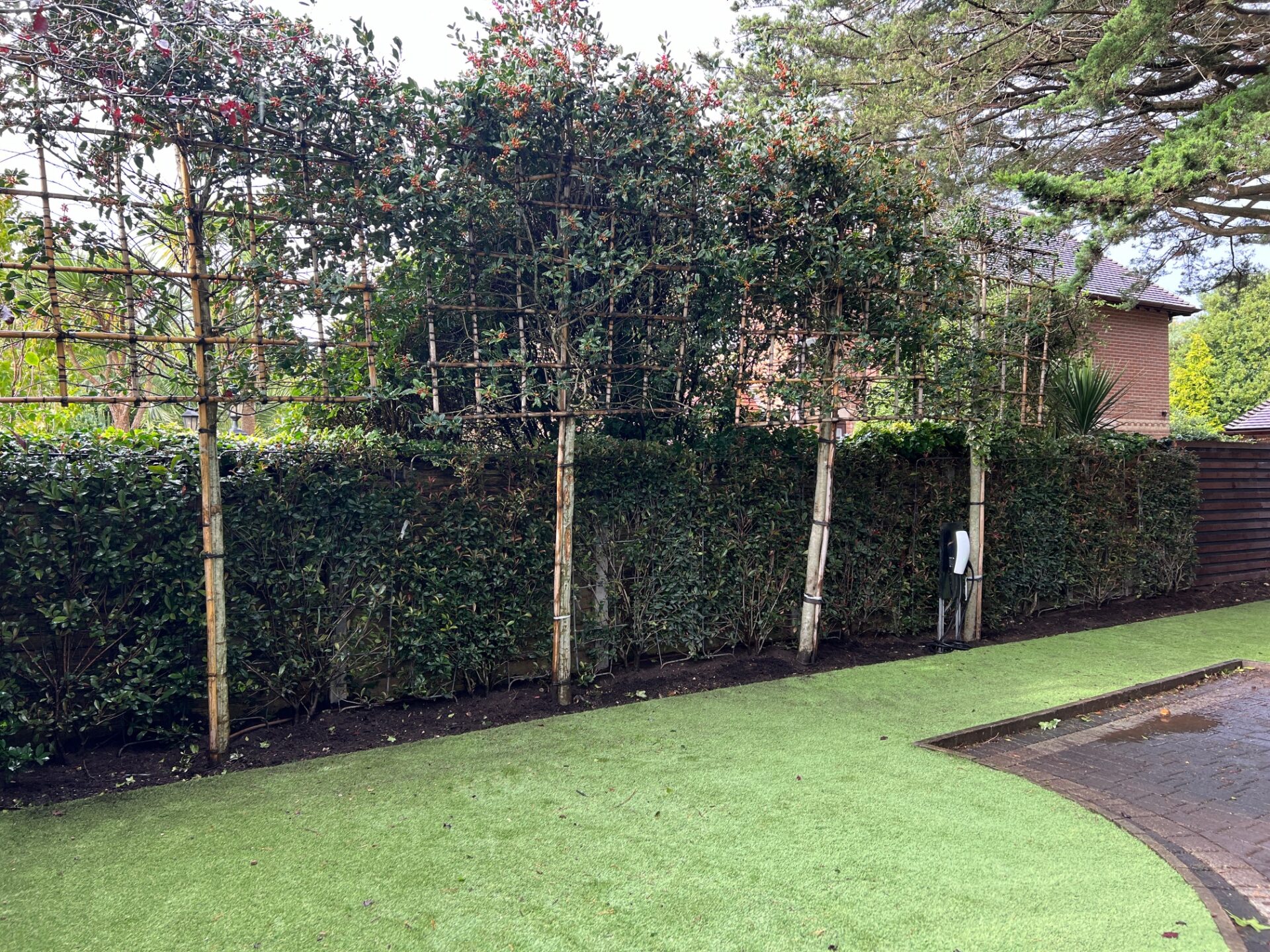 Canford Cliff Pleached Trees