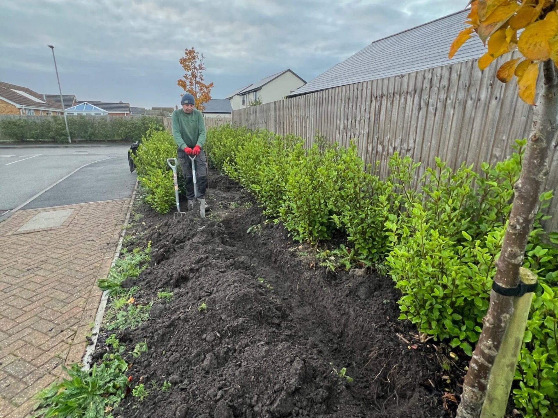 Pleached Tree Planting Service Southbourne, Dorset