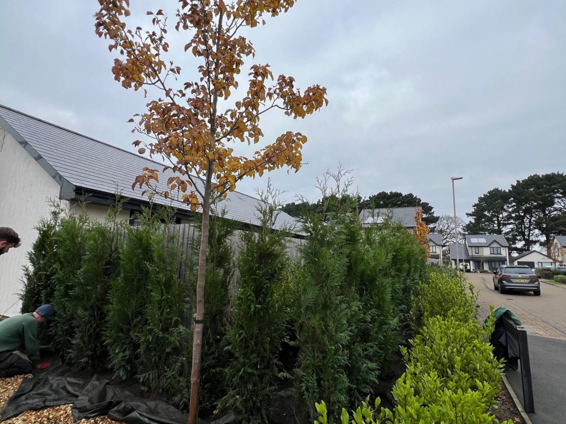 Pleached Tree Planting Service Southbourne, Dorset