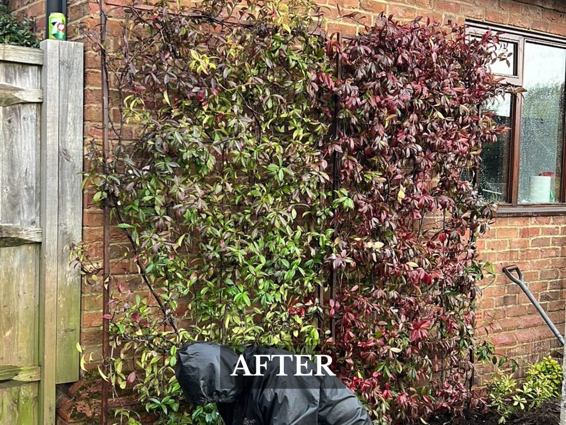 Hedge Planting Service Boldre Hampshire after