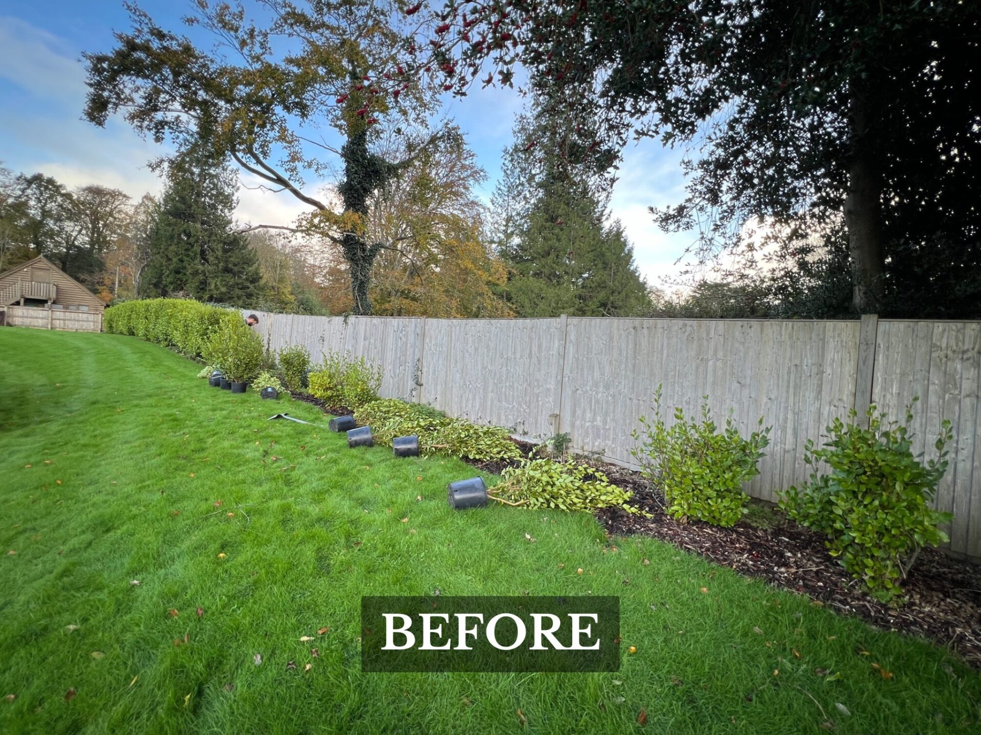 Hedge Planting Milford upon Sea before image