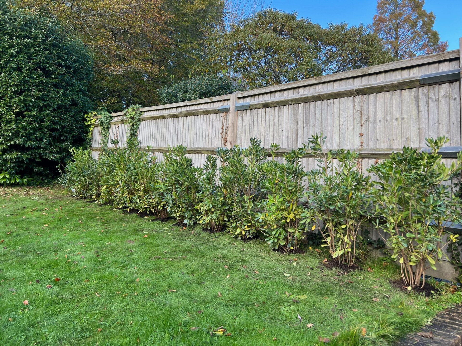 Hedge Planting Service - Boldre, Hampshire
