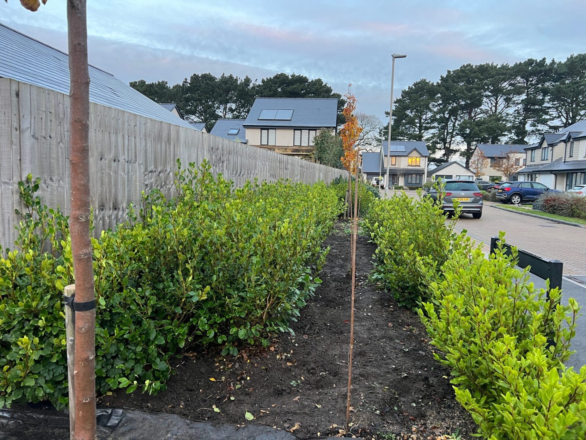 Hedge Planting Service - Christchurch