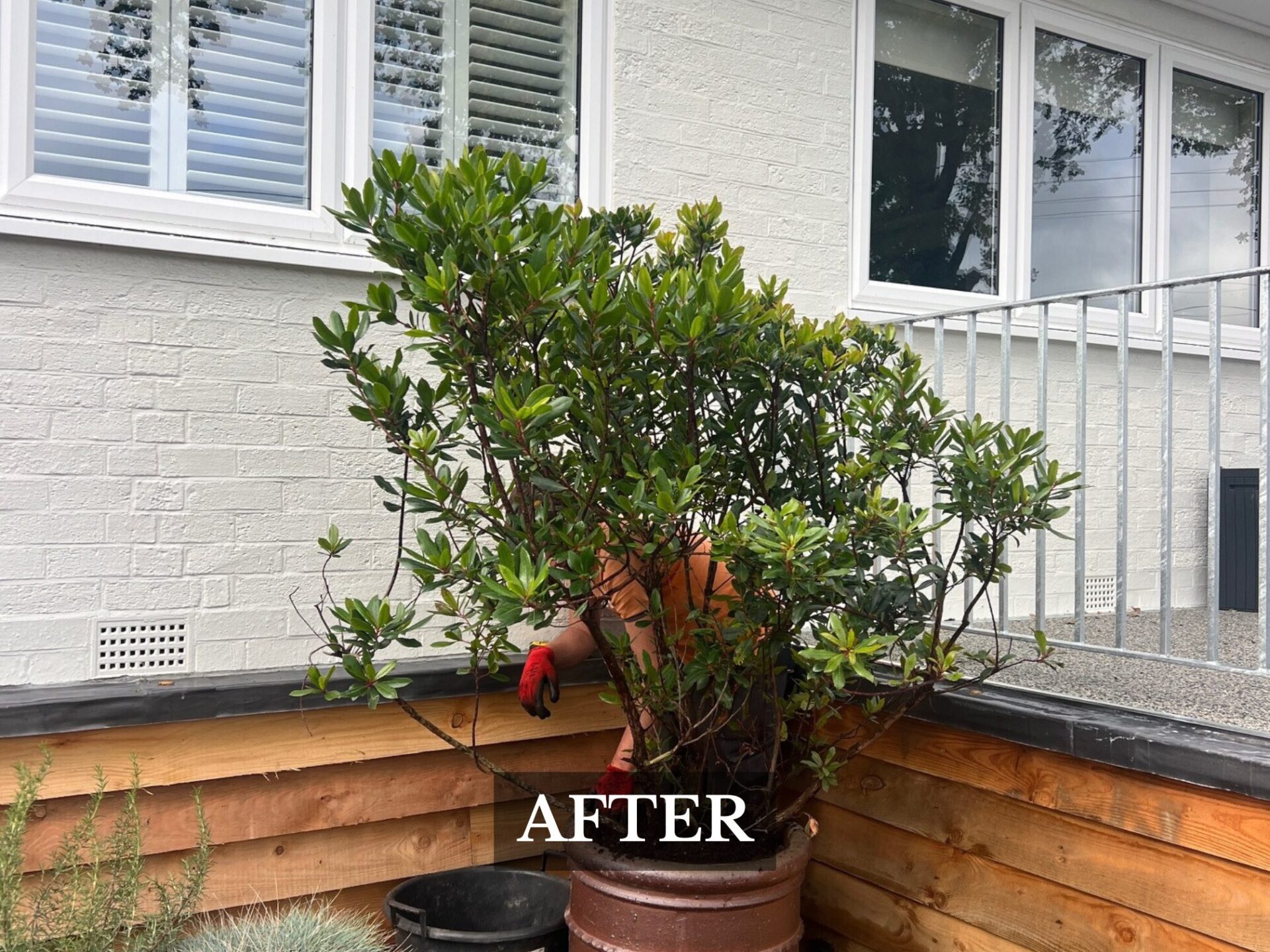 Planting in Sway New Forest 4