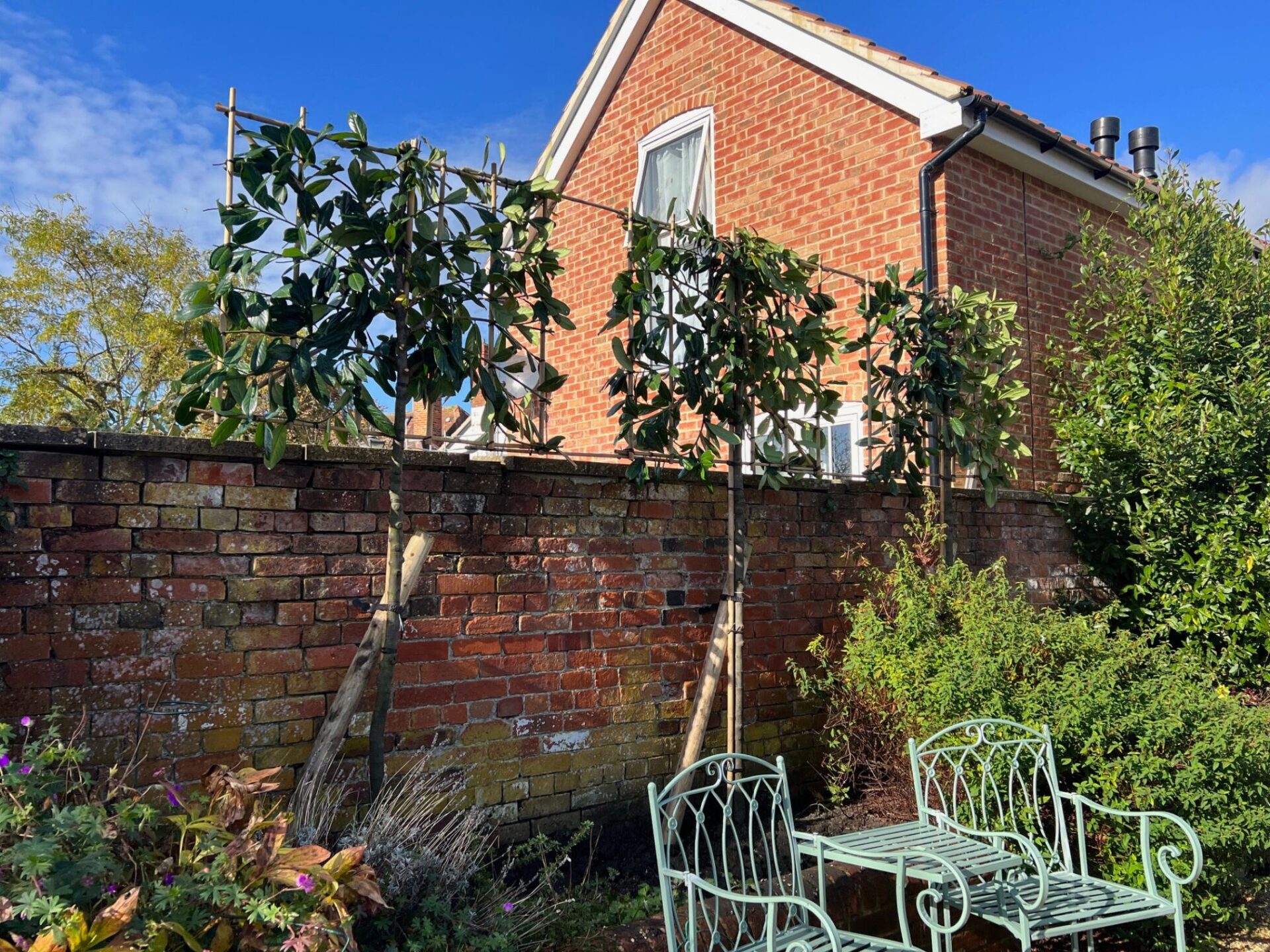 Pleached Tree Devizes, Wiltshire