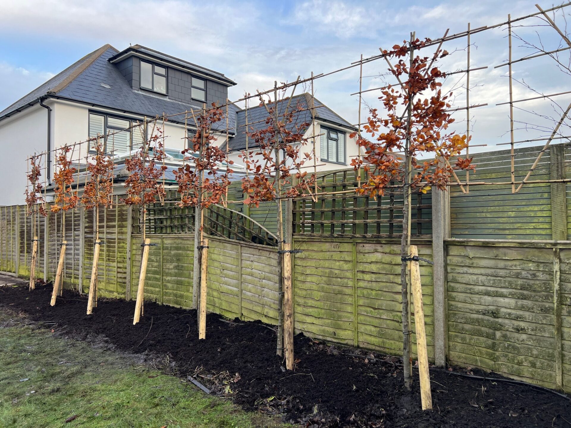Pleached Tree Planting Christchurcg Dorset