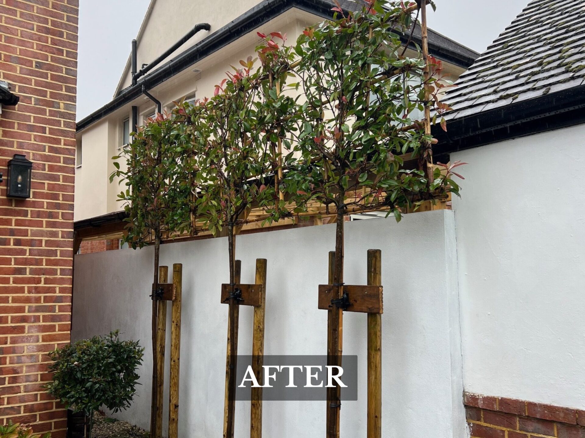 Pleached Tree Planting Service Southbourne, Dorset