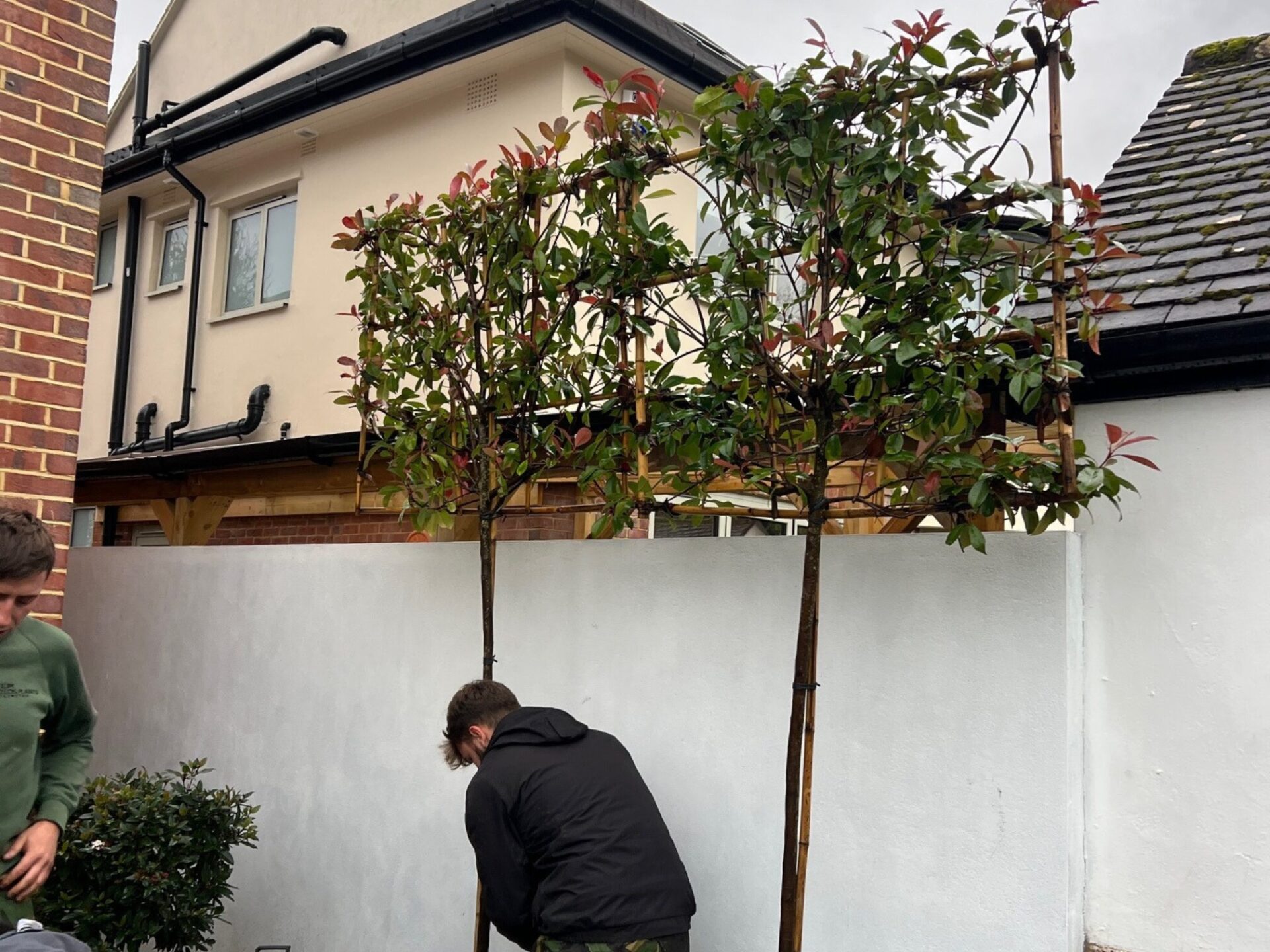 Pleached Trees Southbourne Planting Service
