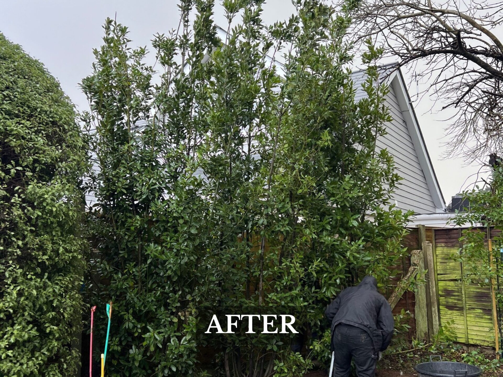 Screening hedge in Mudeford, Christchurch