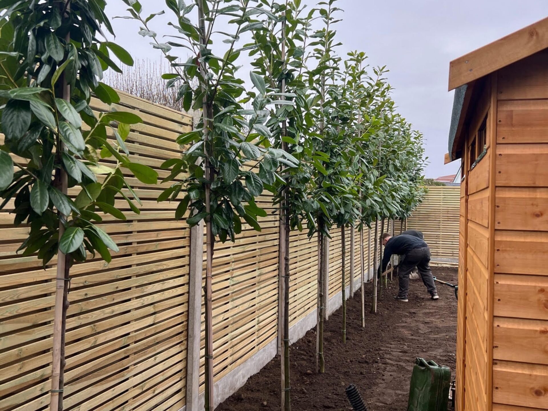 Border Planting - Sway, Hampshire, New Forest