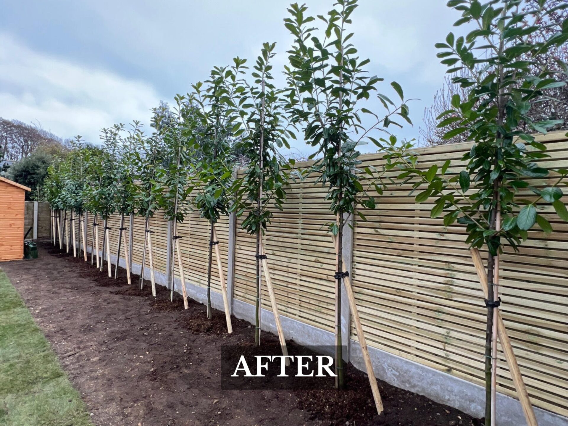 Border Planting Sway, New Forest