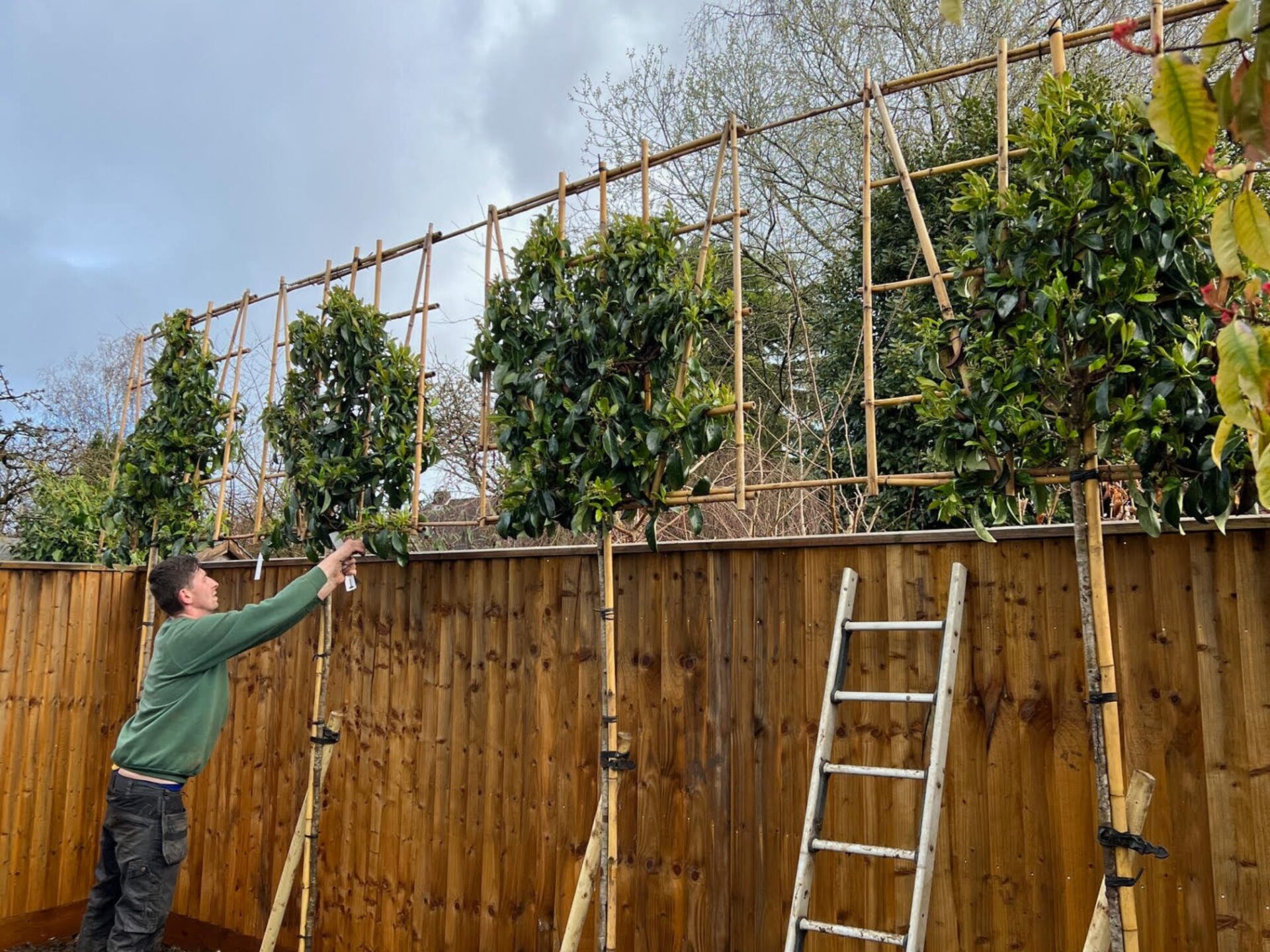 Evergreen pleached Tree Planting in Winchester, Hampshire 2