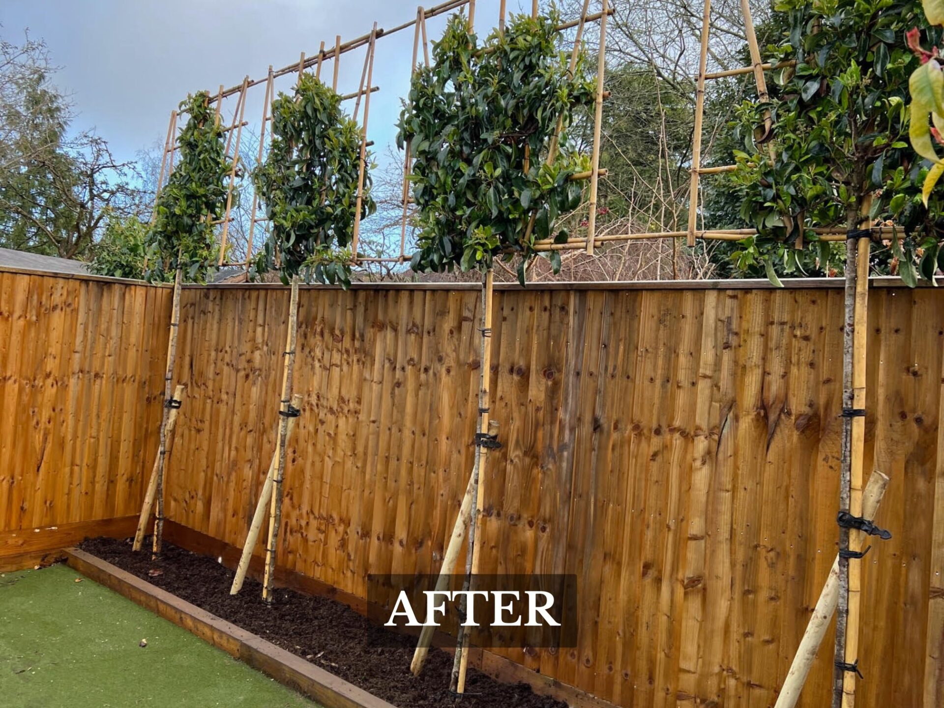 Evergreen pleached Tree Planting in Winchester, Hampshire 3