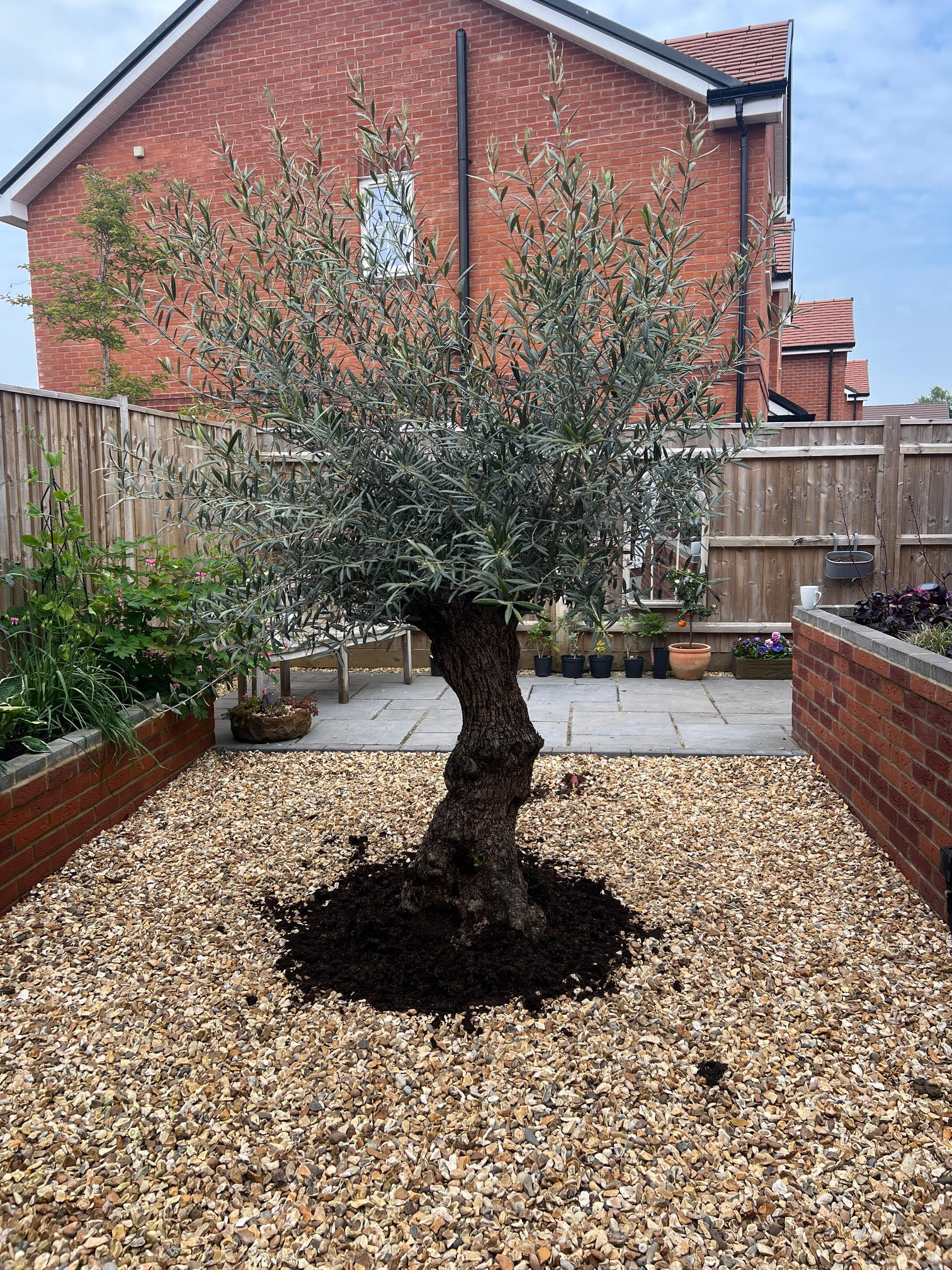 Gnarled Olive Tree, Fordingbridge, Hampshire