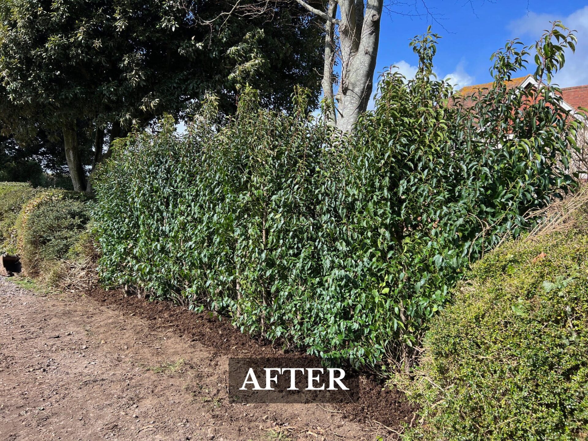 Hedge Removal Everton, hampshire