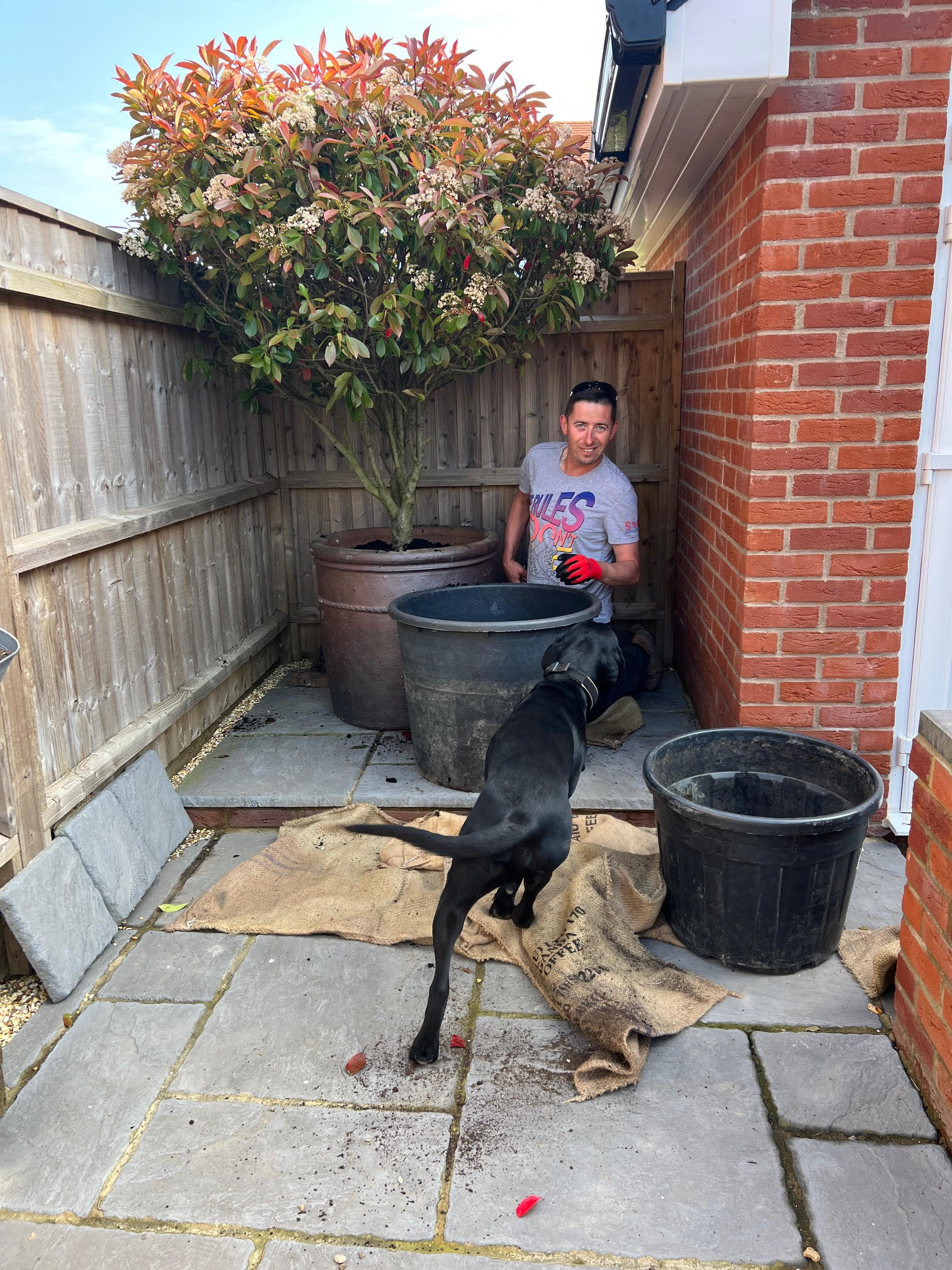 Hedge Removal Everton, hampshire