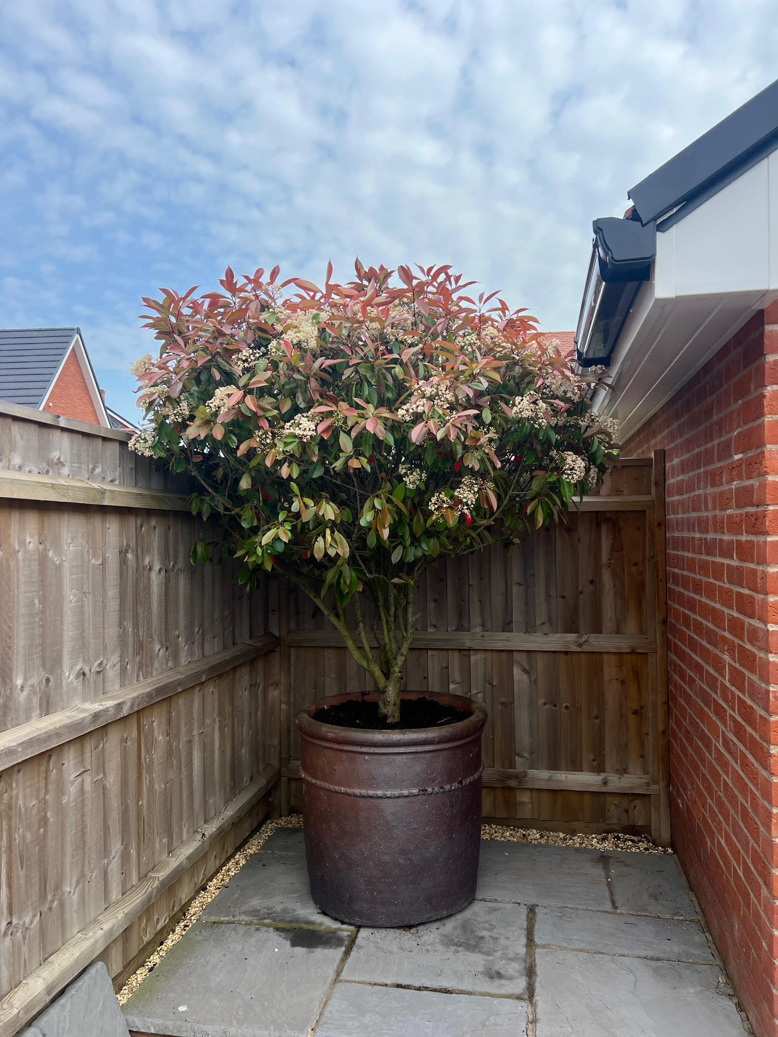Gnarled Olive Tree, Fordingbridge