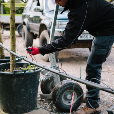 wholesale plants Bournemouth