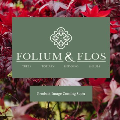 About Us Calamagrostis x acutiflora