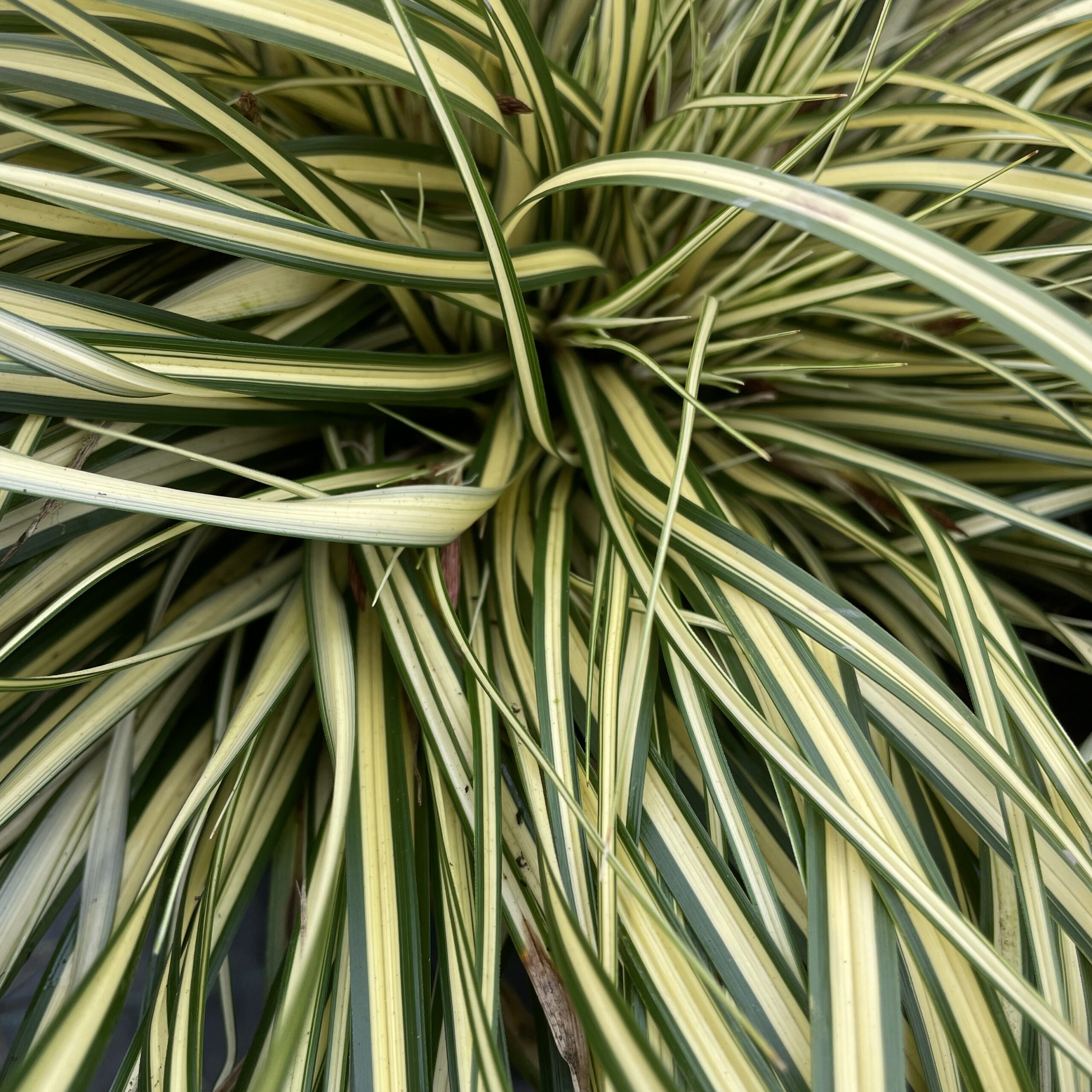 Carex oshimensis 'Evergold' Carex oshimensis 'Evergold'